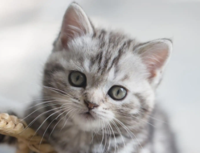 养猫家庭的驱蚊措施怎么做才好？