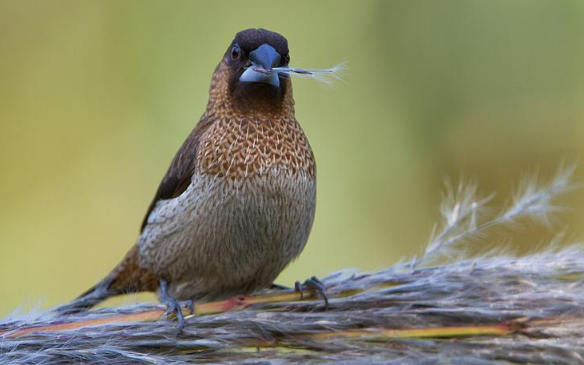 白腰文鸟听话吗，我们该如何做呢？