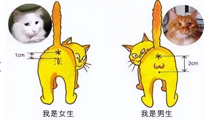 一起来看看母猫公猫的区别有哪些~