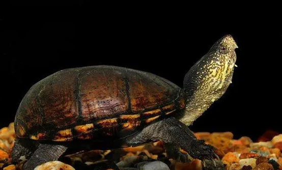 瓦哈卡泥龟能冬眠吗？主人可以来看看