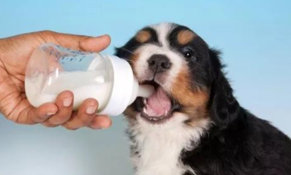 为什么要给猫咪狗狗喝羊奶粉? 为什么要给猫咪狗狗喝羊奶粉?