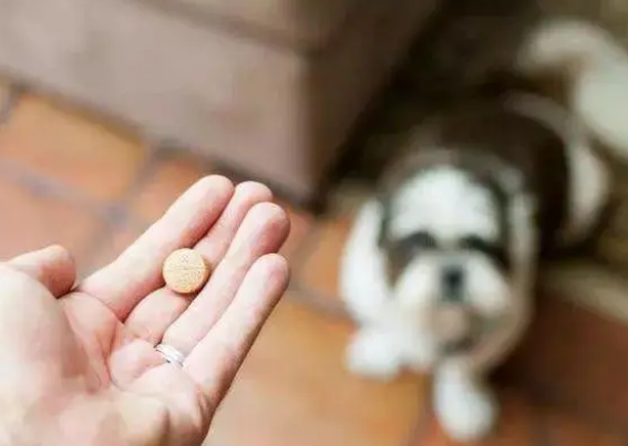 狗能吃阿莫西林消炎吗？有事吗