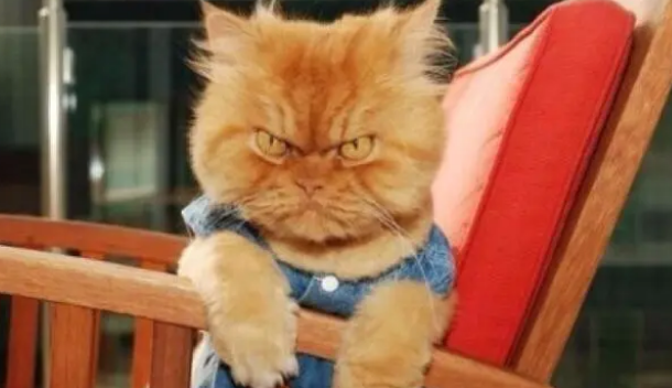 选择猫咪最爱的猫爬架要注意这些,清理猫爬架也很容易! 选择猫咪最爱的猫爬架要注意这些,清理猫爬架也很容易!