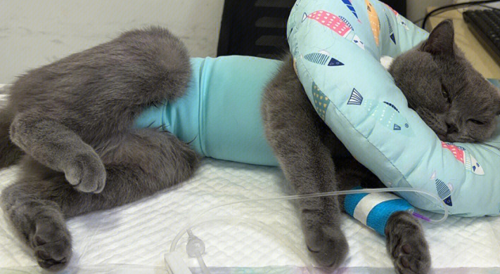 你们说，怎么判断母猫已经绝育了？