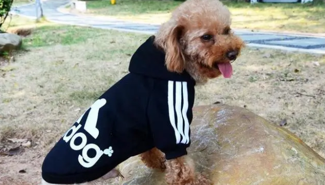 狗狗长了耳螨怎么处理？水肤宁给爱宠耳道贴心呵护