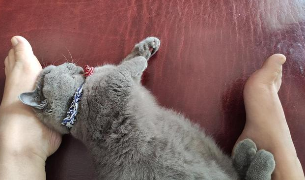 猫躺在主人脚边的意义，你不知道吗？