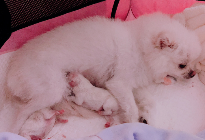 来了解为什么狗狗生完宝宝一个月了还有血~