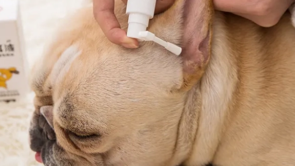 狗狗治耳螨的药最简单的方法