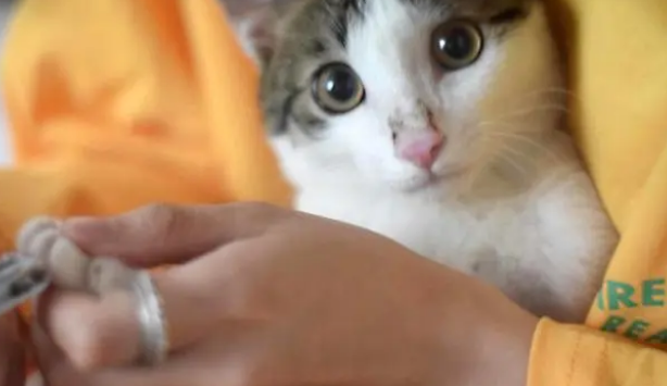 有了猫抓板，猫咪还是挠家具？