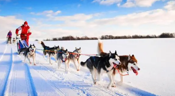胸背带比项圈安全，最好按狗的情况买，不然只会更伤狗！