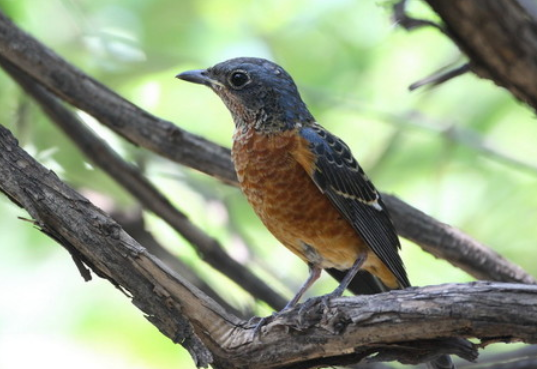 白喉矶鸫怎么分公母，你们知道吗？