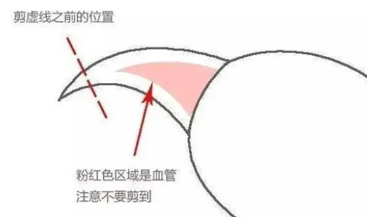 猫咪如何剪指甲?正确方法看这里! 猫咪如何剪指甲?正确方法看这里!