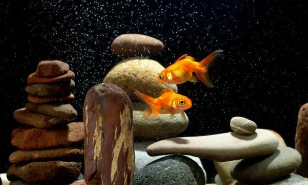 养鱼必备增氧气泵，怎么正确选择和使用？这6点你要注意