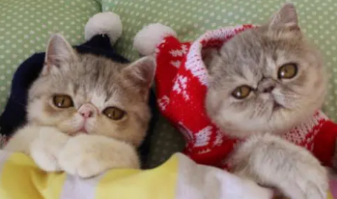 猫咪可以天天吃营养膏吗？