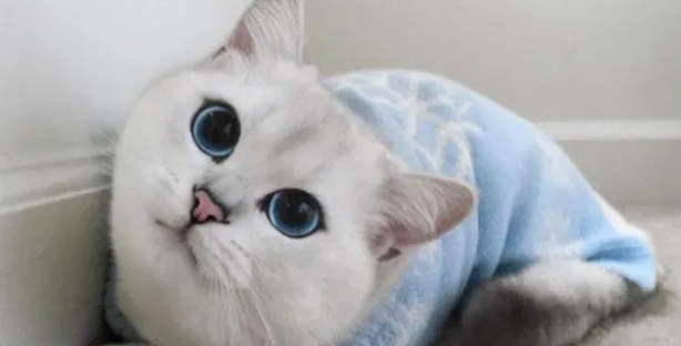 为什么猫舍的猫咪都特别贵，看完猫舍繁育猫咪的步骤，你就懂了