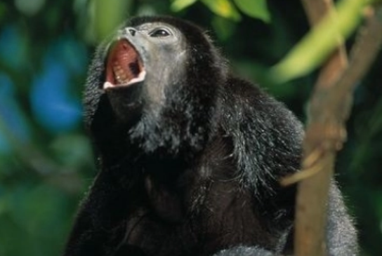 鬃毛吼猴的名字是怎么来的？看看它的形态特征就知道啦！