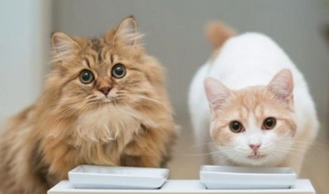 益生菌对猫咪好处多多，当猫咪出现这些情况，说明它需要吃益生菌