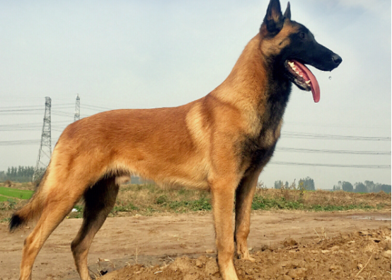 马犬是什么狗的后代？看看它的来历介绍