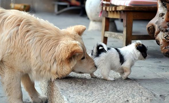 狗狗互相闻屁股的原因竟是这个,长见识了! 狗狗互相闻屁股的原因竟是这个,长见识了!
