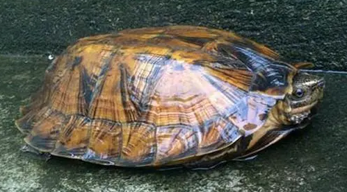 条颈摄龟难养吗？想养的来get一下