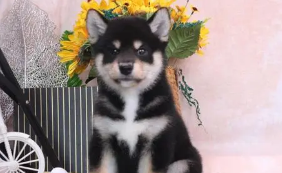 为什么柴犬价格这么高却选择在犬舍购买呢？犬舍优势是什么？