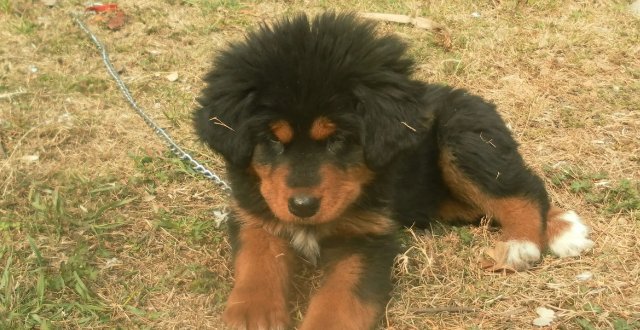 怎么挑选小藏獒？方法一定要掌握！