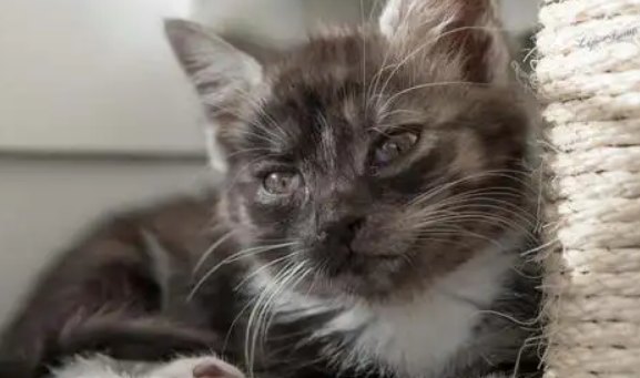 猫咪咳嗽是怎么回事？通过这几种方法判断猫咪是否生病