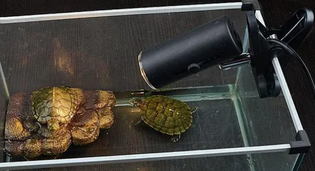 乌龟晒背灯用25W还是50W,选晒背灯用哪种好? 乌龟晒背灯用25W还是50W,选晒背灯用哪种好?