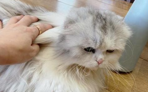 小猫大便带血是怎么回事?这几个原因要慎重 小猫大便带血是怎么回事?这几个原因要慎重