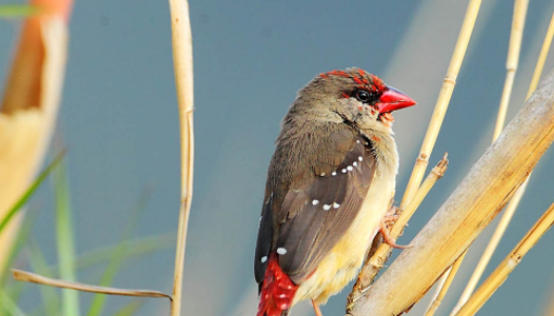 梅花雀怎么养？想养的鸟友看过来