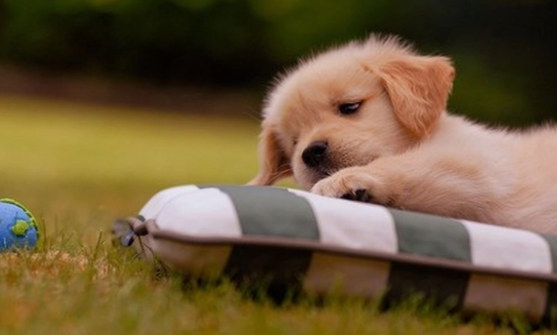 狗狗缺钙该如何补钙？对狗狗钙片你了解多少？