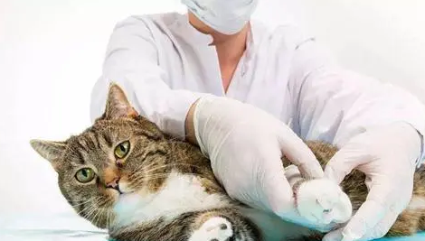 猫咪拉稀吃阿莫西林行不 猫咪拉稀吃阿莫西林行不