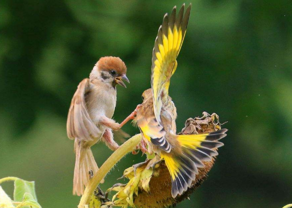 金翅雀是候鸟吗？我来告诉你