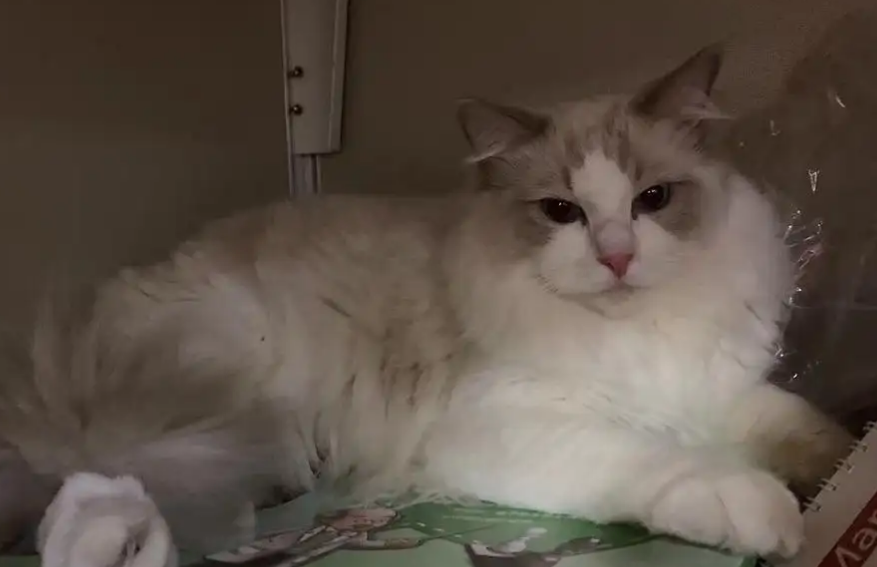 布偶猫只忠诚主人吗？还是对它好就可以~