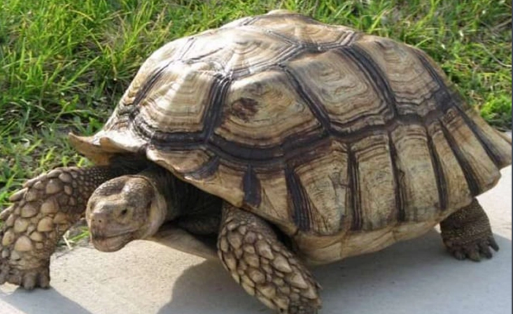 阿根廷象龟可以放在水里养吗?如今有了标准答案 阿根廷象龟可以放在水里养吗?如今有了标准答案