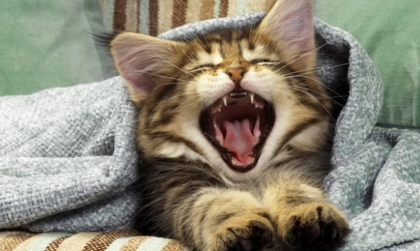 宠物营养膏到底是不是智商税