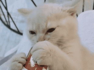 新手铲屎官一脸懵：猫咪营养膏到底是不是智商税？