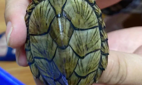 剃刀龟多大开始爆放射纹？养好了很快！