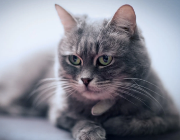 两个月的猫可以用猫薄荷吗?这篇文章可以看看 两个月的猫可以用猫薄荷吗?这篇文章可以看看