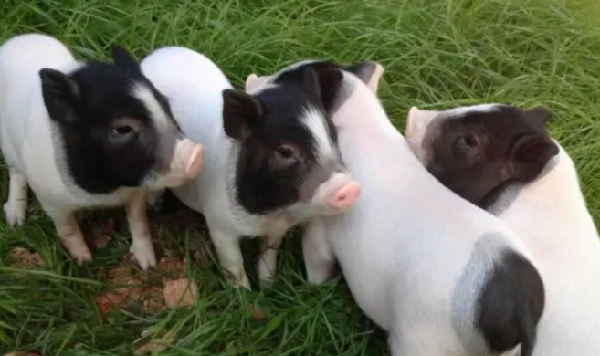 学会这些方法,轻松解决巴马香猪拉稀问题 学会这些方法,轻松解决巴马香猪拉稀问题