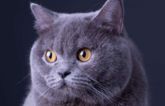 蓝猫发腮和不发腮的区别？饲养须知~