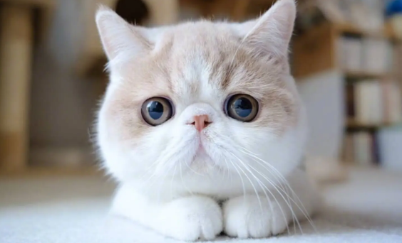 猫体外驱虫怎么做?猫咪体外驱虫常见问题都在这了 猫体外驱虫怎么做?猫咪体外驱虫常见问题都在这了