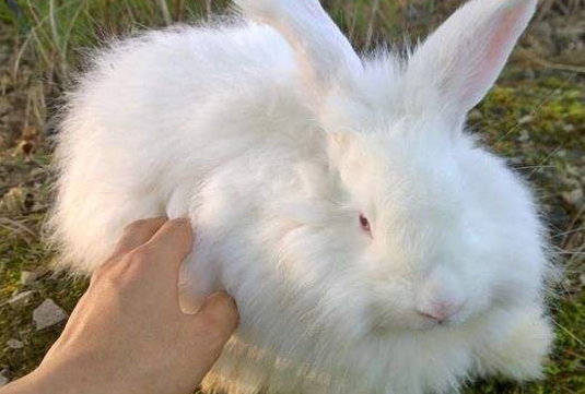 巨型安哥拉兔饲养怎么操作比较好 巨型安哥拉兔饲养怎么操作比较好