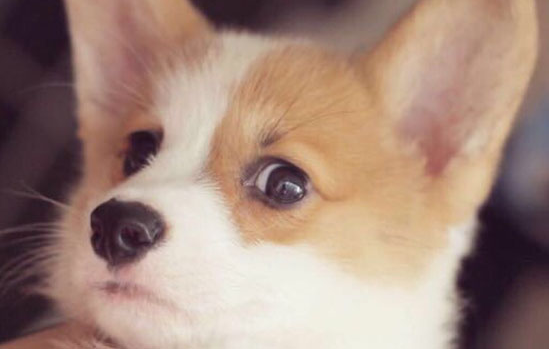 看到土狗长的很像柯基？那么纯种柯基怎么判断