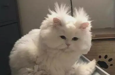 过度给猫咪“洗澡”，百害而无一利，别再害它了！