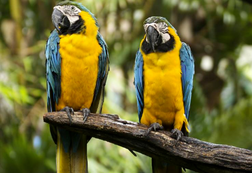 养蓝黄金刚鹦鹉犯法吗？购买前有必要了解一下！