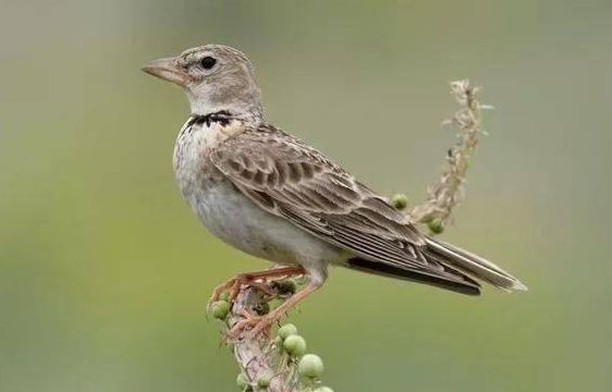 沙百灵怎么分公母?仔细看清楚了 沙百灵怎么分公母?仔细看清楚了