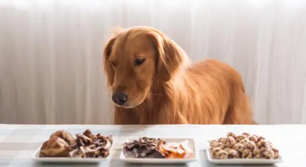 换狗粮有那些方法和注意事项呢？来看看吧