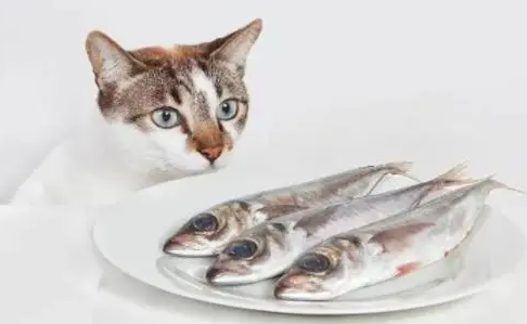猫咪几个月开始吃鱼油？喂食方法很重要！
