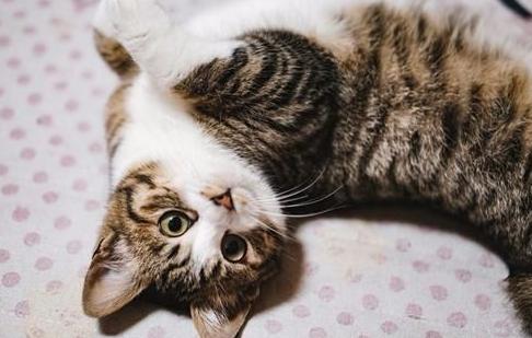 猫罐头一罐吃多久？铲屎官来了解下